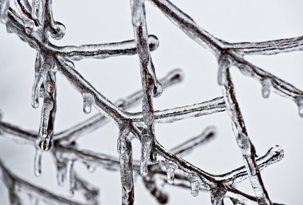 Ice on a tree