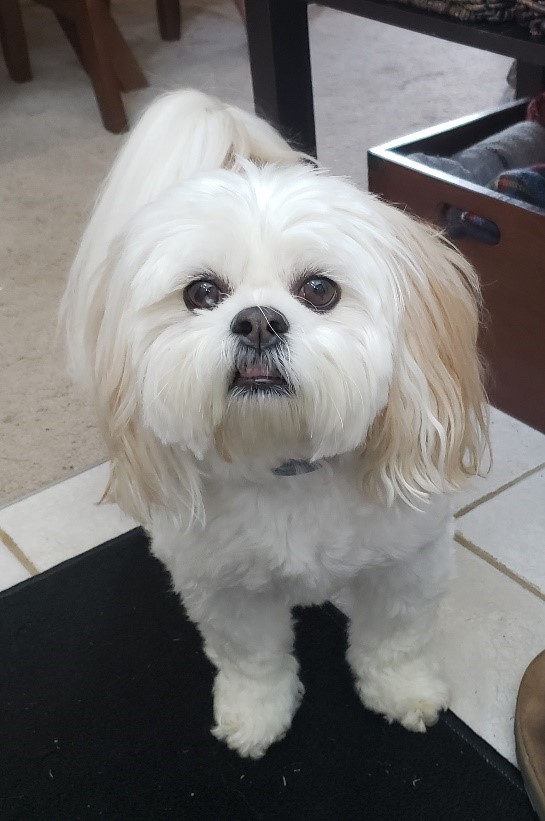 Penelope- Lhasa Apso