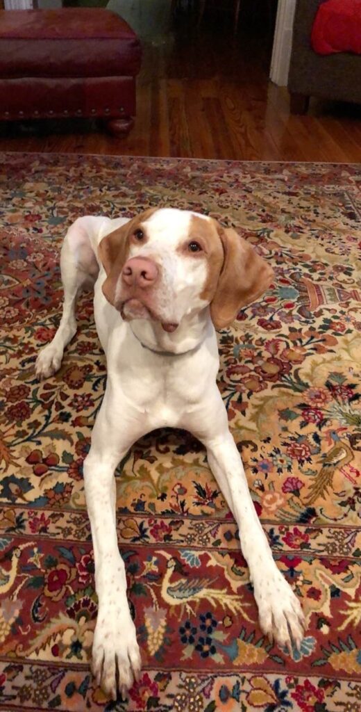 Remington, English Pointer.