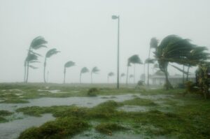 Hurricane force winds blowing through palm trees