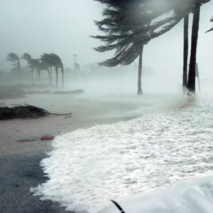 image of a hurricane taking place by the ocean, with palm trees being aggressively blown by the wind